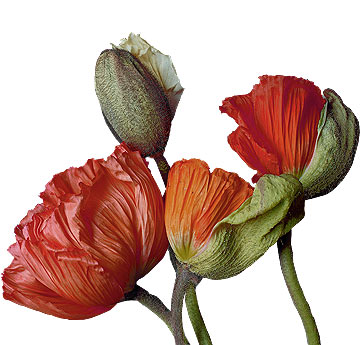 Mohn