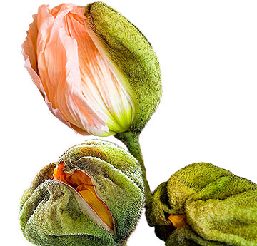 Mohn