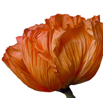 Mohn